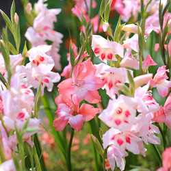 Gladiolus Types, Gladiolus Varieties, Gladiolus Grandiflora, Gladiolus Nanus, Gladiolus communis